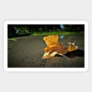 Early Autumn Leaf on Rainy Sidewalk Sticker